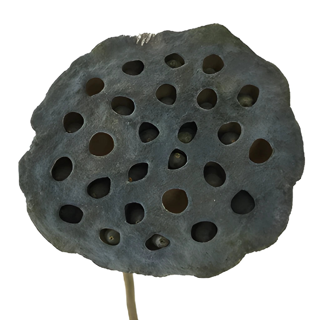FiftyFlowers Dried Lotus Pods