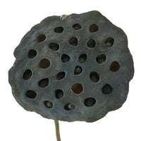 Dried Lotus Pods