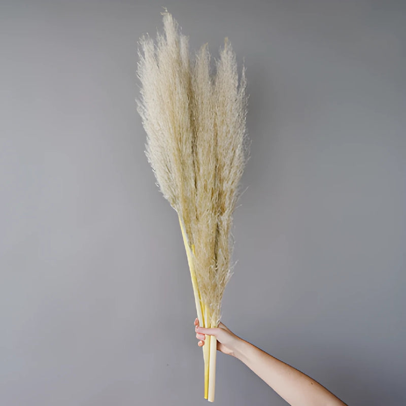Natural Boho Dried Pampas Grass