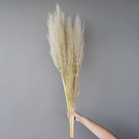 Natural Boho Dried Pampas Grass