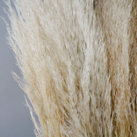 Natural Boho Dried Pampas Grass