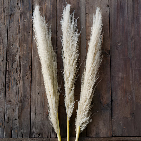 Natural Boho Dried Pampas Grass