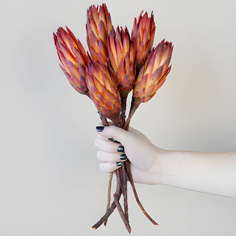 Dried Red Protea Flower