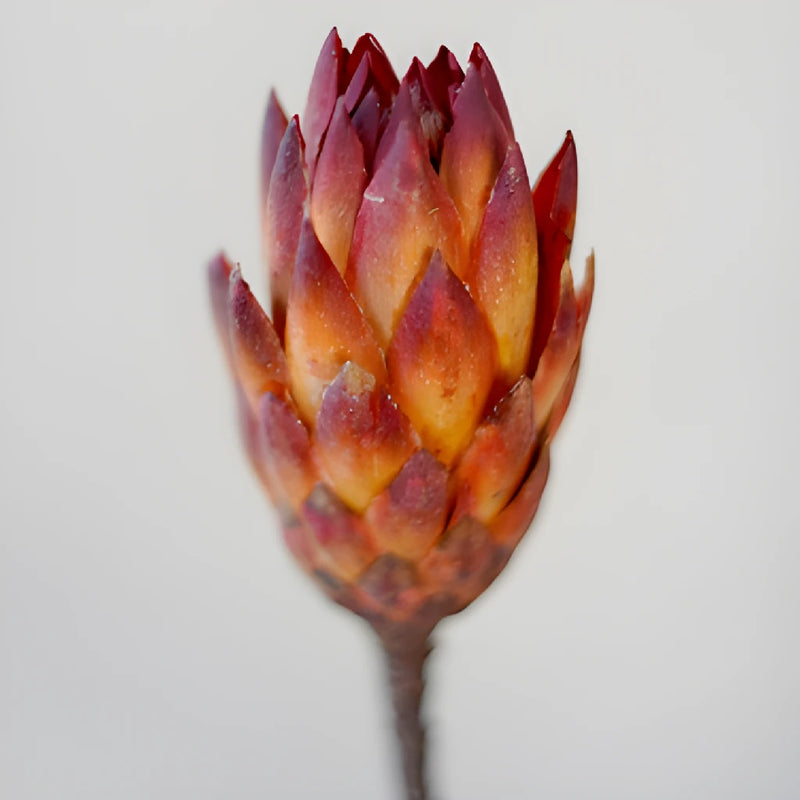 Dried Red Protea Flower
