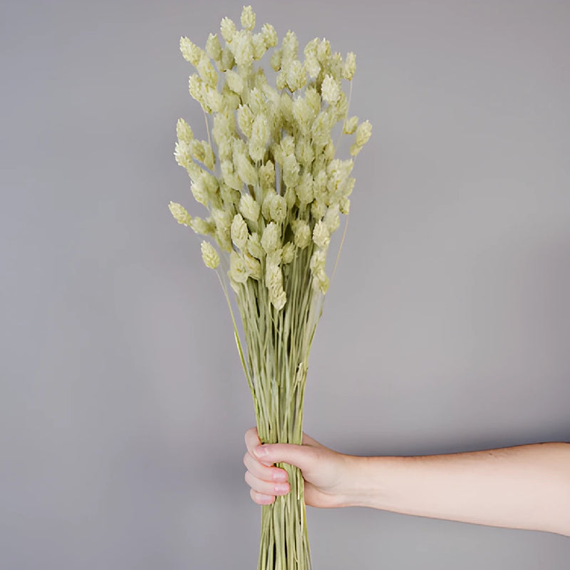 Dried Natural Canary Grass Phalaris Bunch