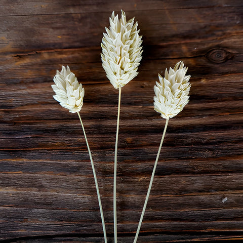 Dried Natural Canary Grass Phalaris blooms