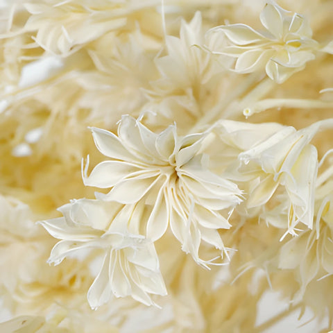 Dried Nigella Flowers