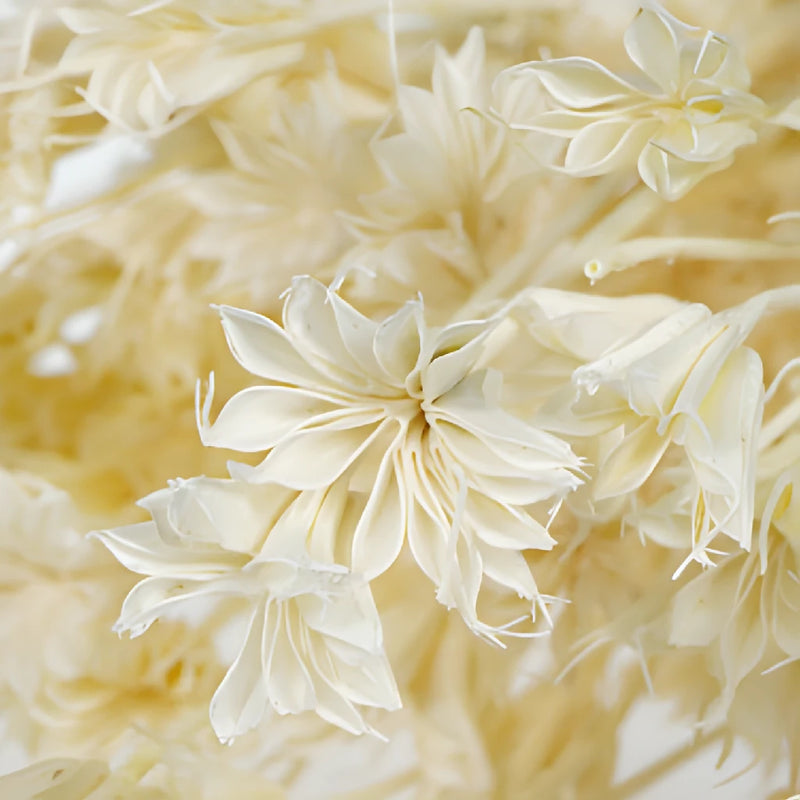 Dried Nigella Flowers