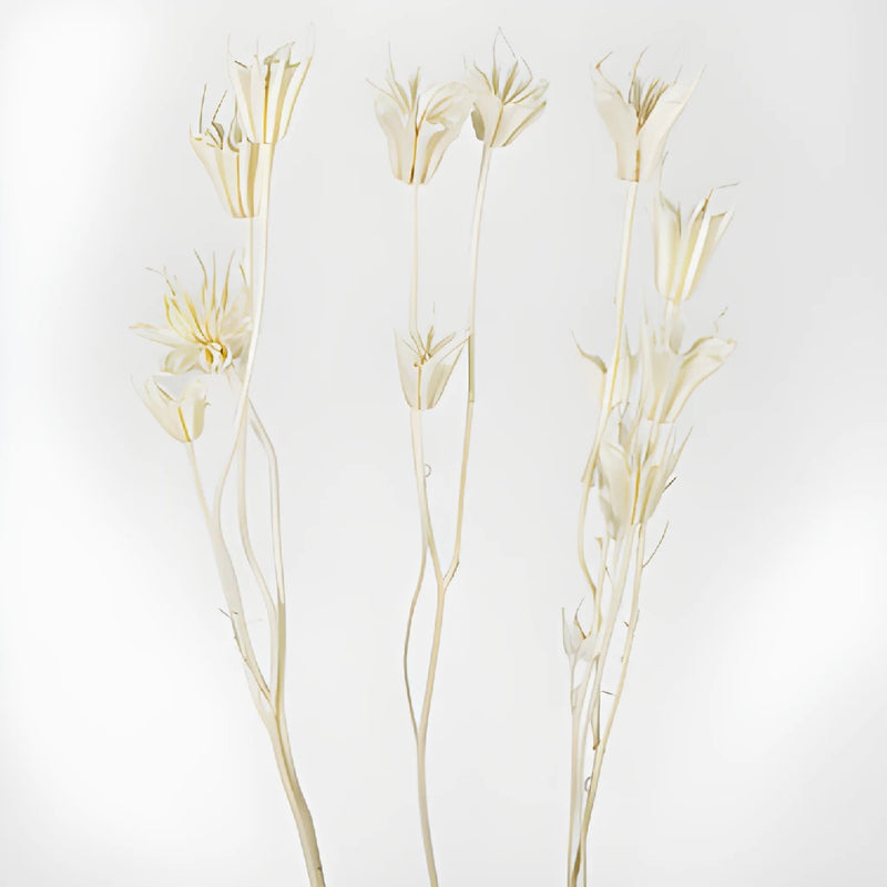 Dried Nigella Flower stem