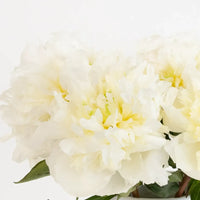 Duchess White Peonies Close Up - Image