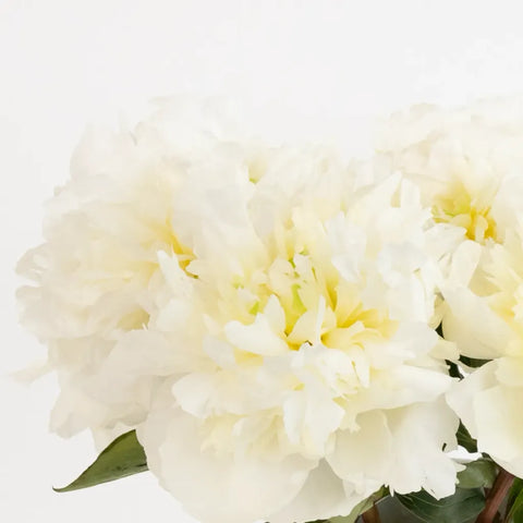 Duchess White Peonies For Mothers Day Close Up - Image