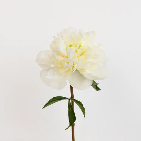 Duchess White Peonies For Mothers Day Stem - Image