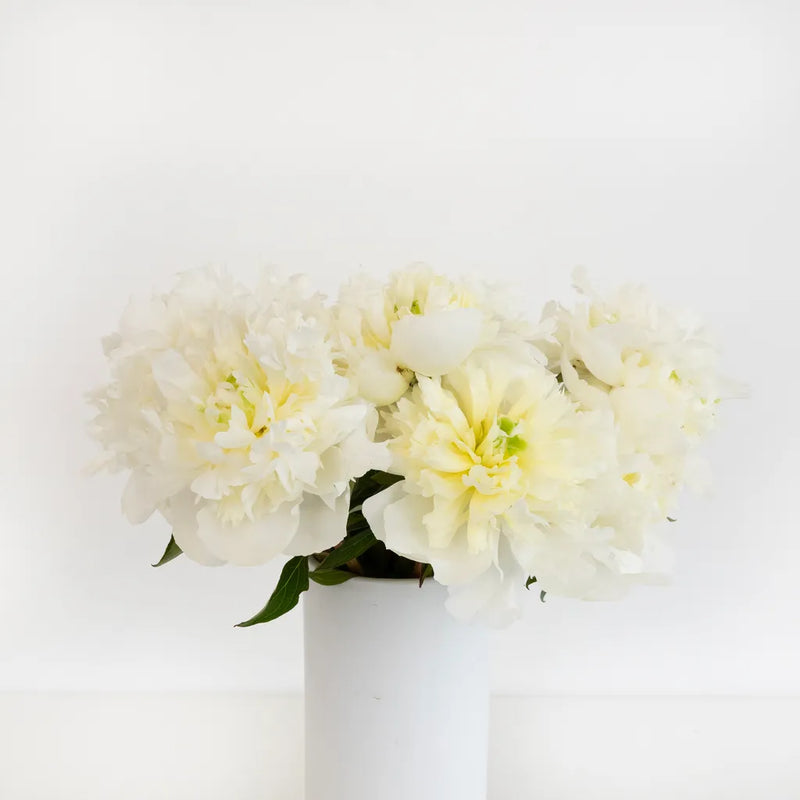 Duchess White Peonies For Mothers Day Vase - Image