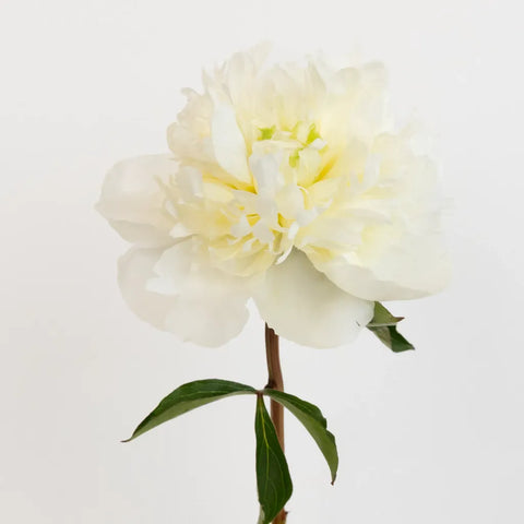 Duchess White Peonies Stem - Image