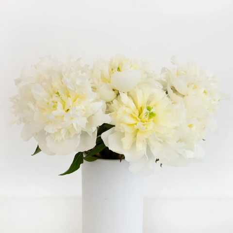 Duchess White Peonies Vase - Image