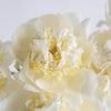 White Peony Flower August Delivery