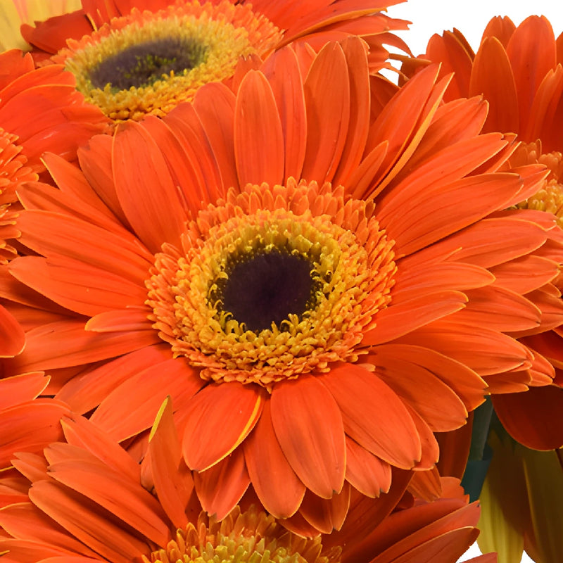 Sherbert Orange Gerbera Daisies