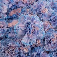 Dusty Blue Wedding Flower Carnation Close Up - Image