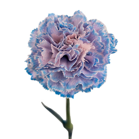 Dusty Blue Wedding Flower Carnation Stem - Image