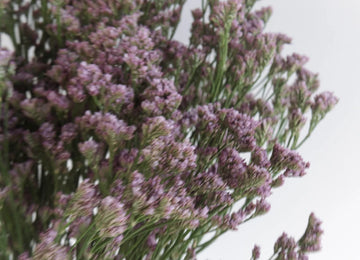 Dusty Mauve Airbrushed Limonium Close Up - Image