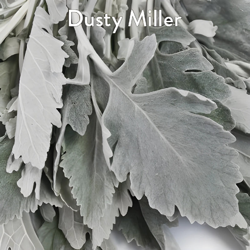 Dusty Miller Eucalyptus and White Flowers DIY Flower Kit Up Close