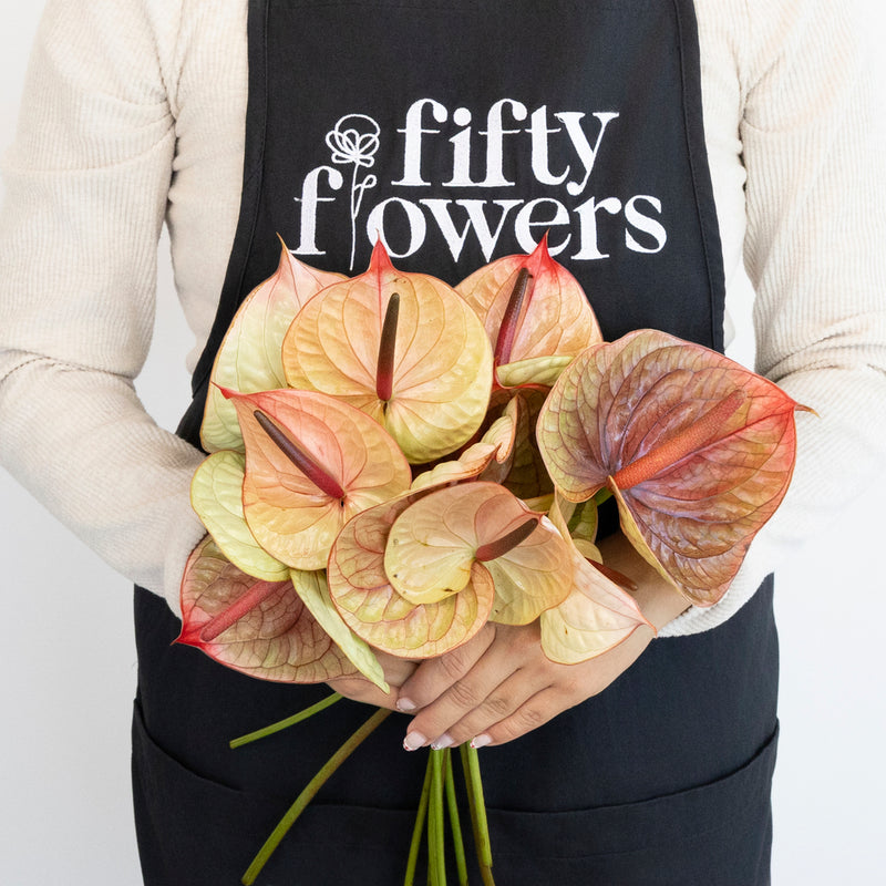 anthurium a Buy Wholesale Dusty Rose & Olive Anthurium Flower in Bulk