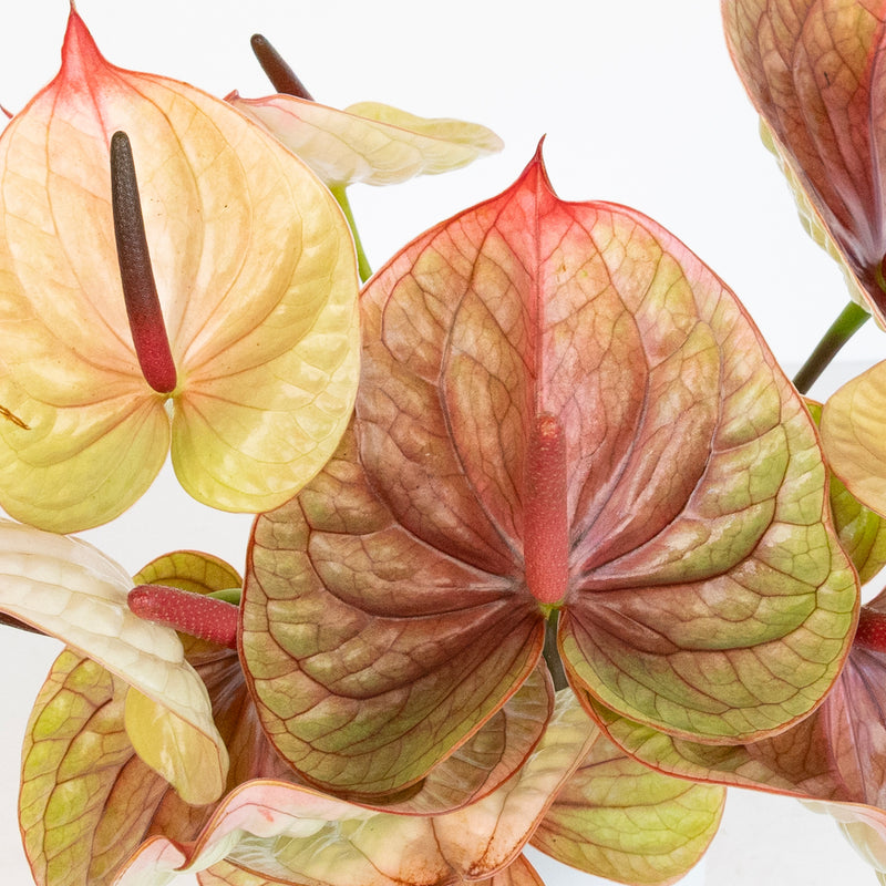 anthurium rose Buy Wholesale Dusty Rose & Olive Anthurium Flower in Bulk