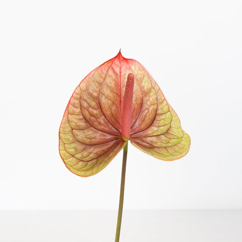 Dusty Rose & Olive Anthurium Flower Stem - Image