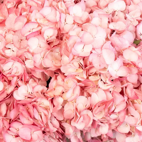 Dusty Rose Airbrushed Hydrangea Flower Close Up - Image