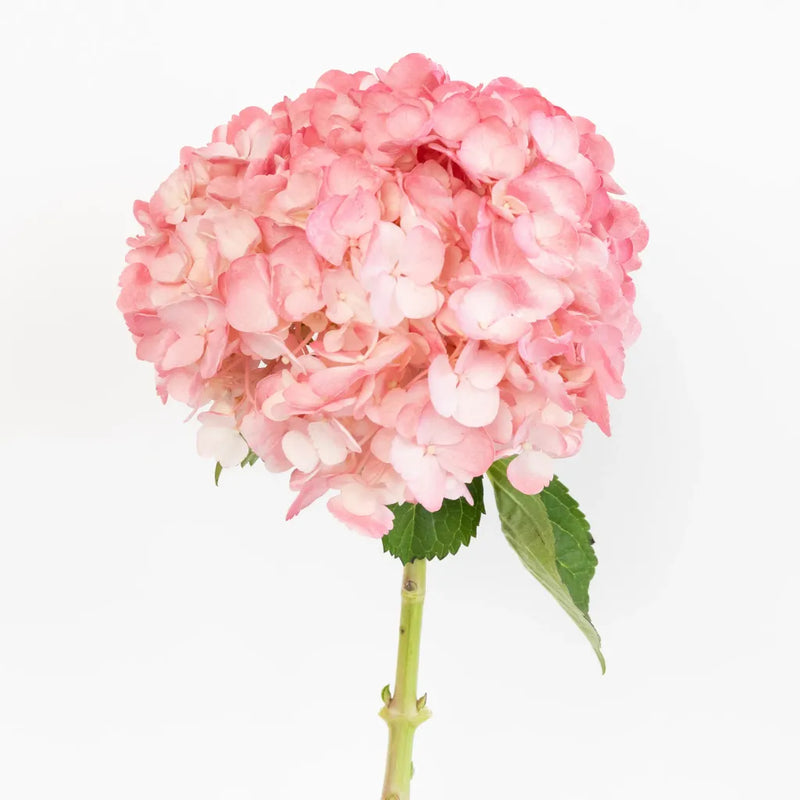 Dusty Rose Airbrushed Hydrangea Flower Stem - Image