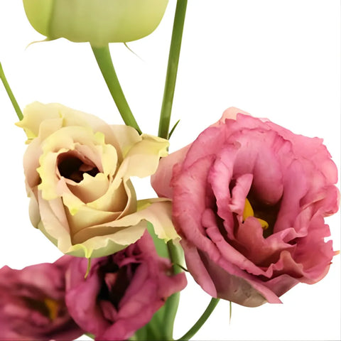 Dusty Rose Lisianthus Wholesale Flower