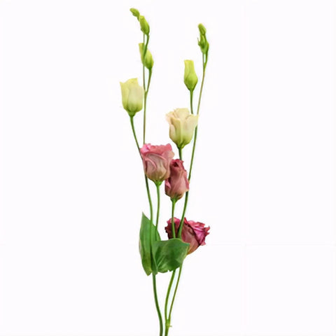 Dusty Rose Lisianthus Wholesale Flower Stem - Image