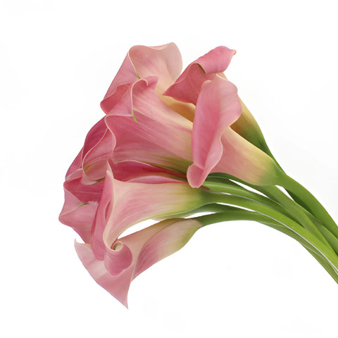 Dusty Rose Mini Calla Lily Flower