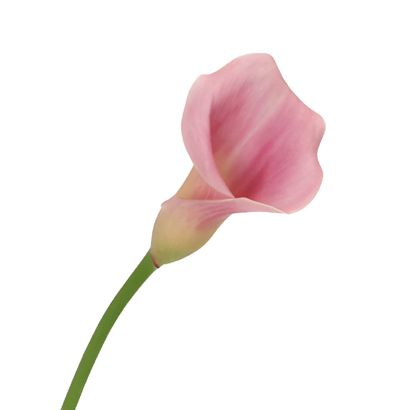 Dusty Rose Mini Calla Lily Flower