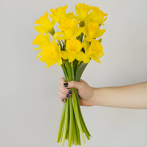 Yellow Bulk Daffodil Flowers