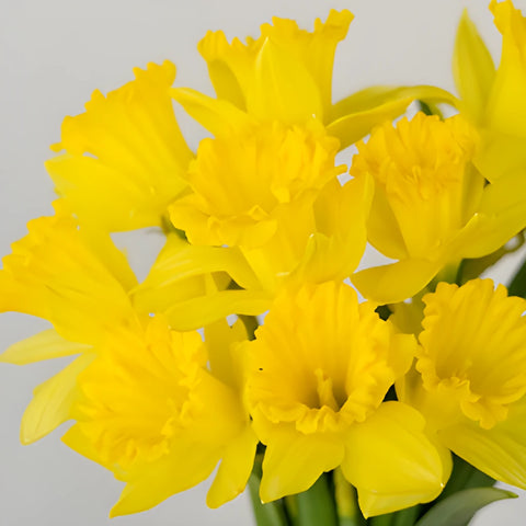 Yellow Bulk Daffodil Flowers