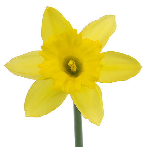 Yellow Mini Pencil Daffodil Flowers