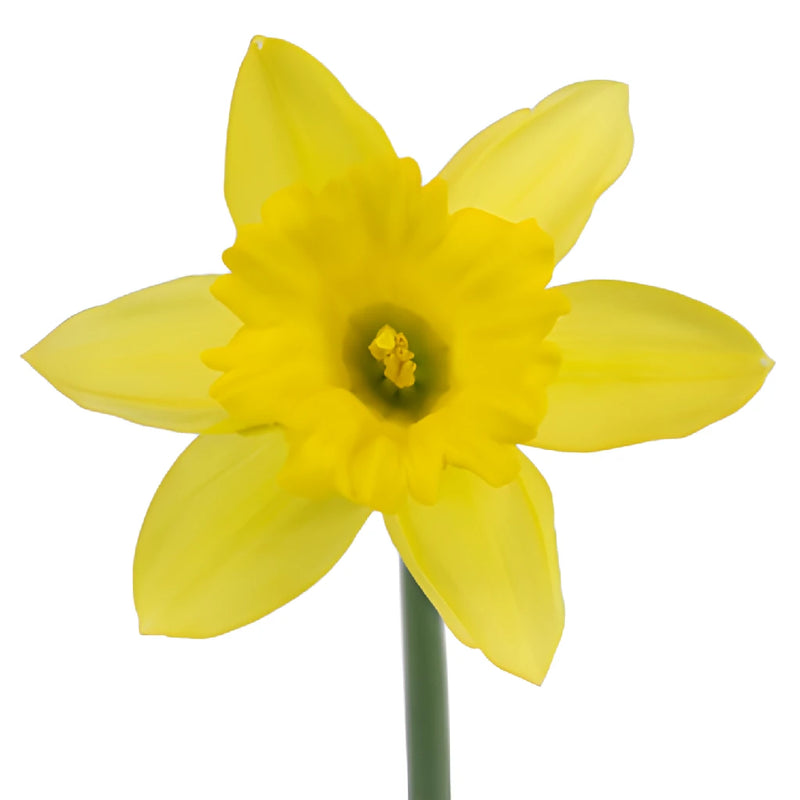 Yellow Mini Pencil Daffodil Flowers