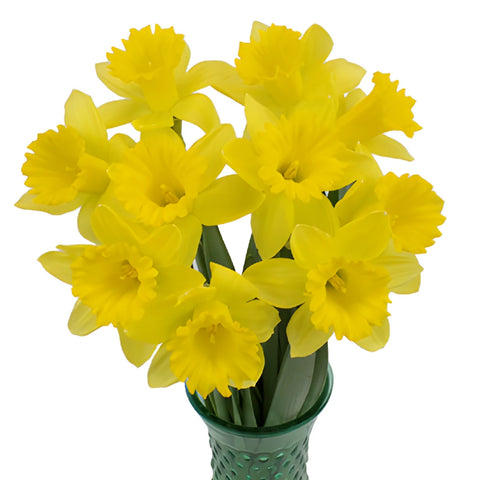 Yellow Mini Pencil Daffodil Flowers
