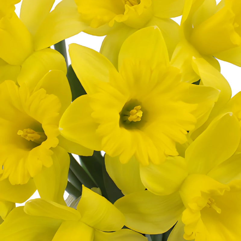 Yellow Mini Pencil Daffodil Flowers