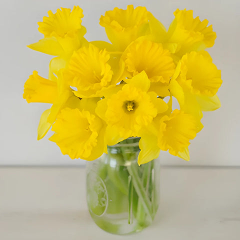 Yellow Bulk Daffodil Flowers
