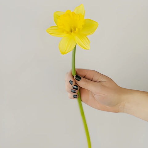 Yellow Bulk Daffodil Flowers
