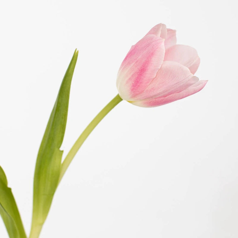 Dynasty Pink Fresh Tulips Close Up - Image