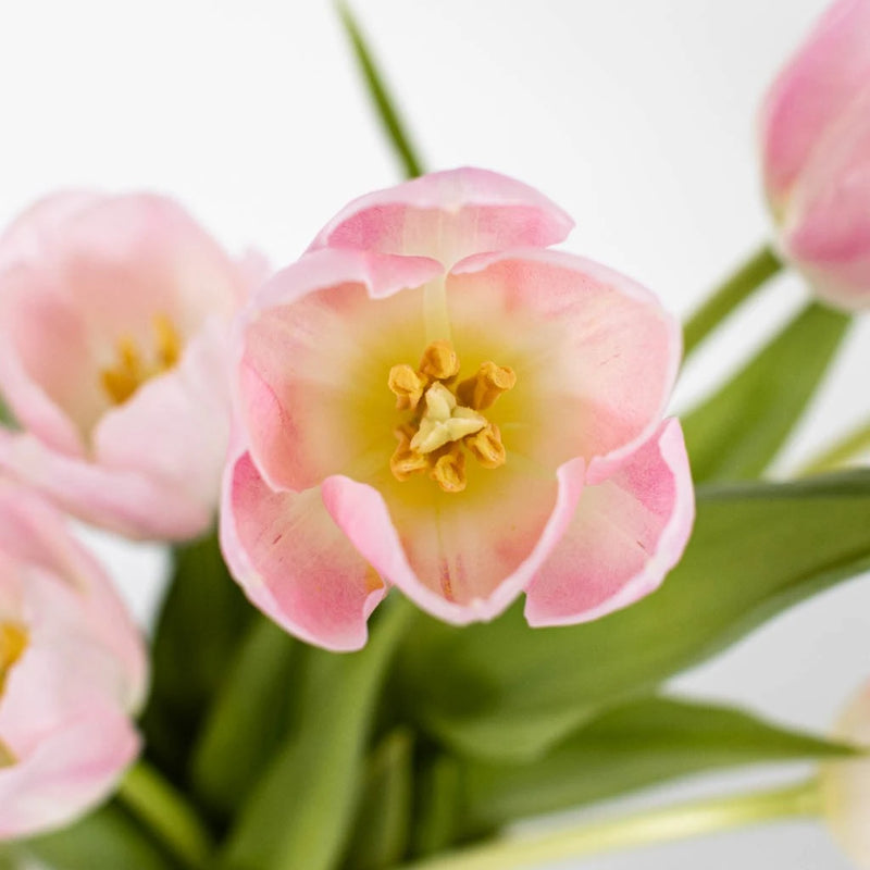 Dynasty Pink Fresh Tulips Stem - Image
