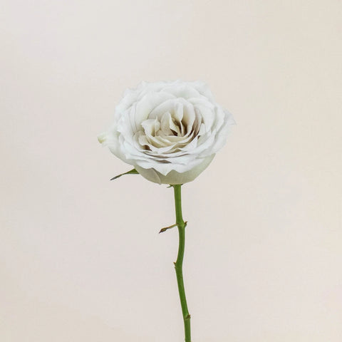 Early Grey Rose Stem
