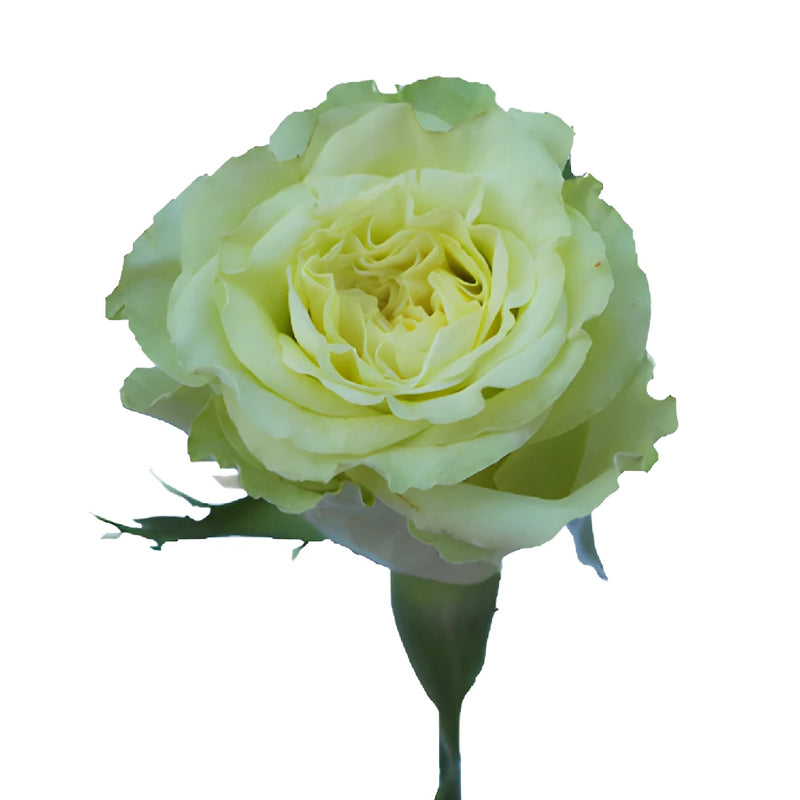 Supergreen Green Rose
