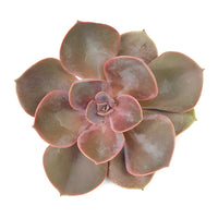 Lila China Designer Succulents