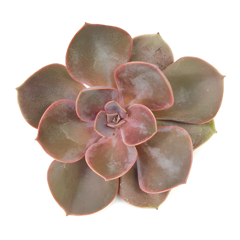 Lila China Designer Succulents
