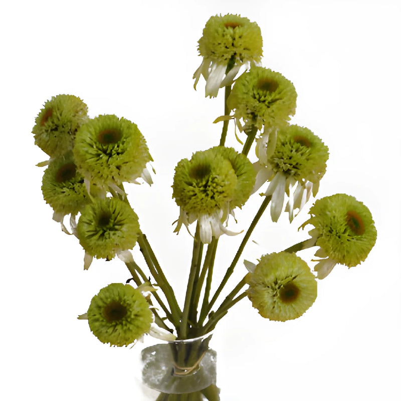 Green Flowering Echinacea Pods