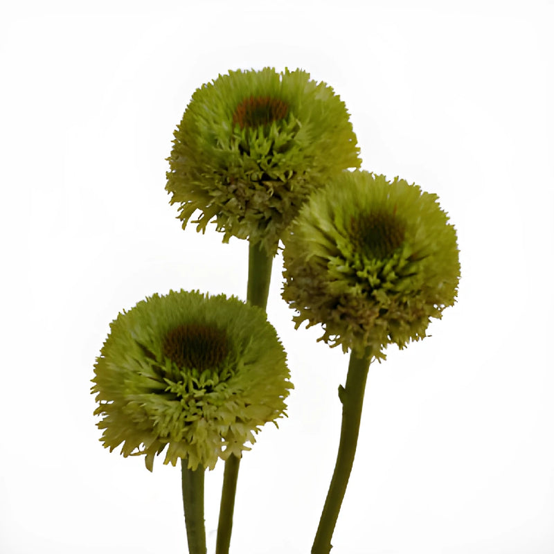 Green Flowering Echinacea Pods